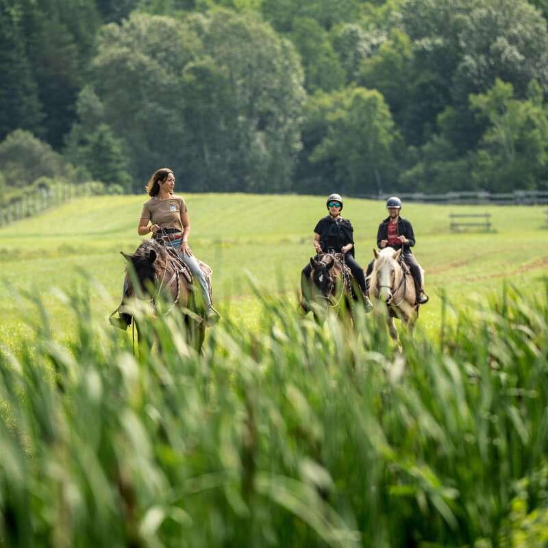 La Bleuetière: A charming introduction to horseback riding - Meeting the horses at the Charlevoix ranch