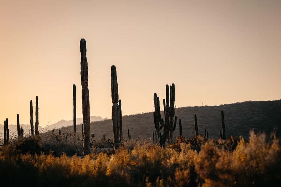 La Paz: Scenic Beach Horseback Ride - From La Paz to El Coyote in about 20 minutes