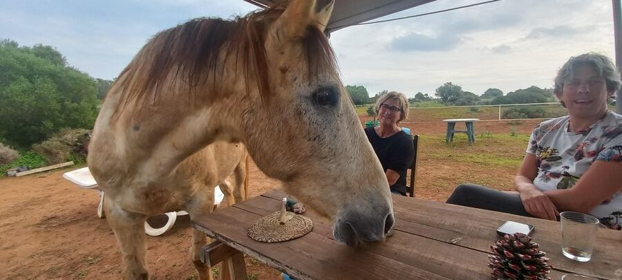 Lagos: A walk with a rescued horse at the sanctuary - Meeting the horses and hearing their stories