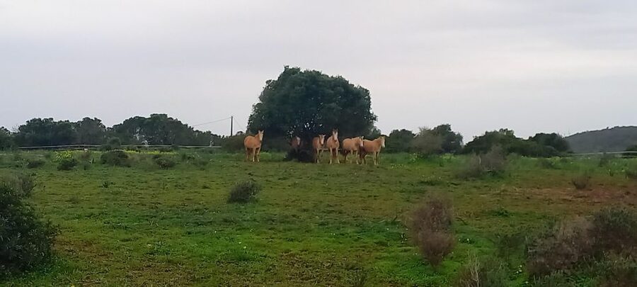 Lagos: A walk with a rescued horse at the sanctuary - Walking with one horse through the sanctuary land