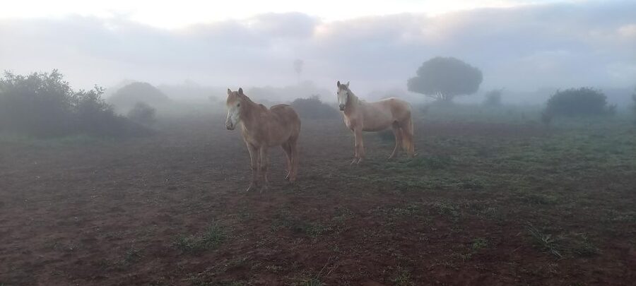 Lagos: A walk with a rescued horse at the sanctuary - The final conversation gives the walk a proper ending