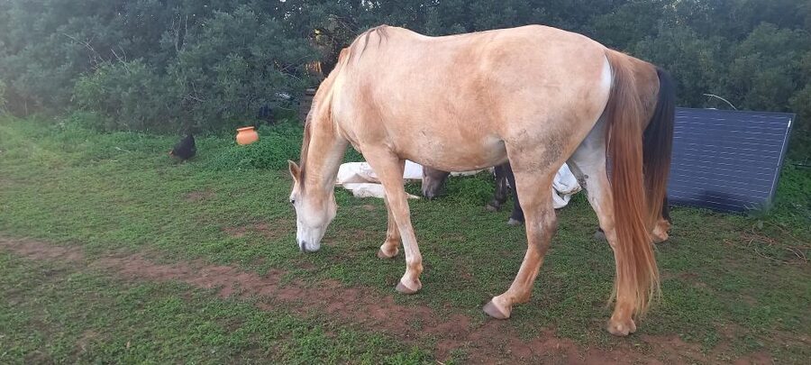 Lagos: A walk with a rescued horse at the sanctuary - Should you book the rescued horse walk?
