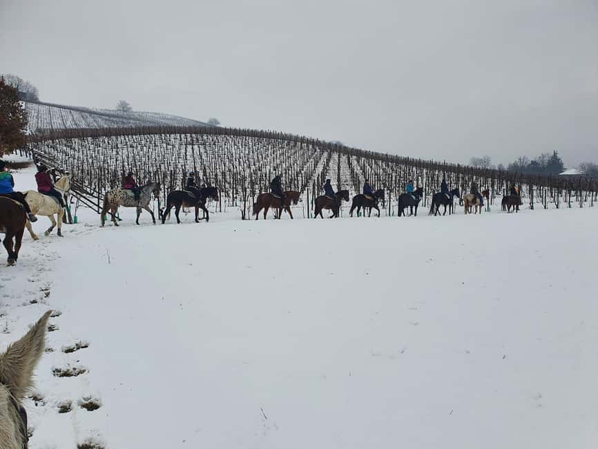 Langhe: Horse Riding in the Vineyards - Price, timing, and practical value