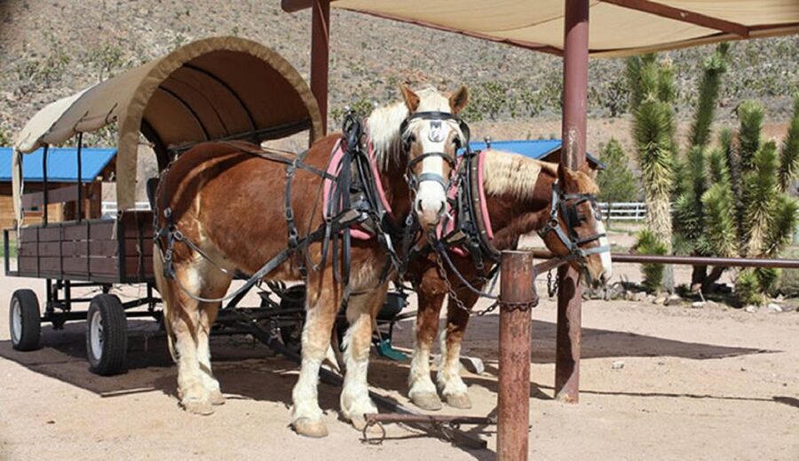 Las Vegas: Grand Canyon Ranch Tour with Horseback/Wagon Ride - Leaving Las Vegas for Arizona’s cowboy country