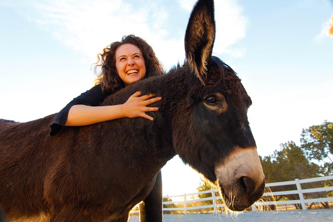 Leadership & Mindfulness Retreat with Horses - Individual & Group - Working with one to six horses