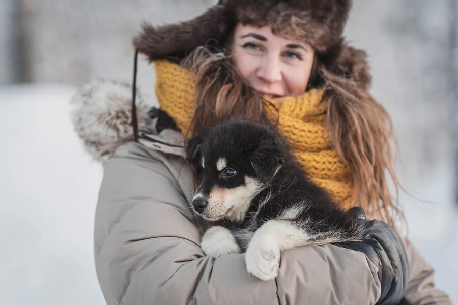 Levi: Horse and Husky Farm Visit with Juice and Cookies - Finnish horses and domestic reindeer