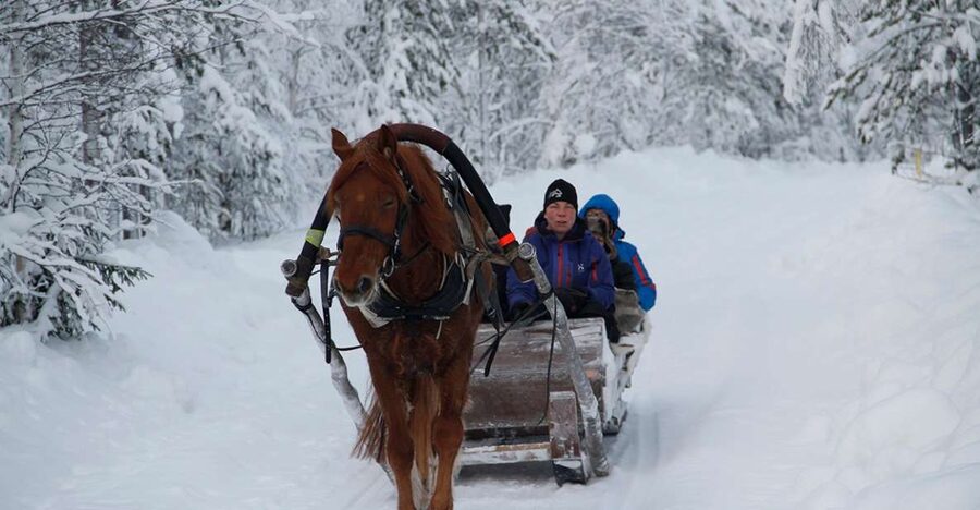 Levi, Polar Lights Tours: One Horse Open Sleigh Ride - Key points to know before booking