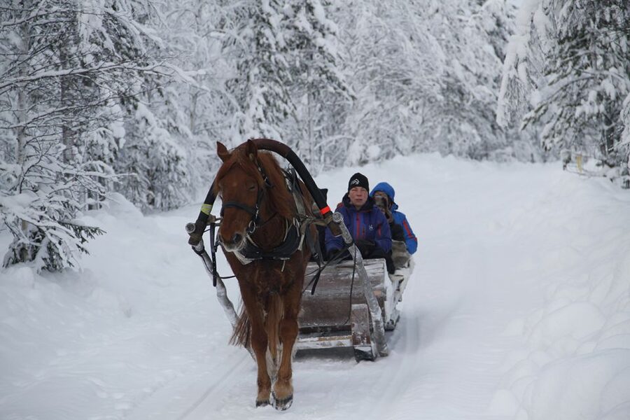 Levi, Polar Lights Tours: One Horse Open Sleigh Ride - Five minutes to get ready