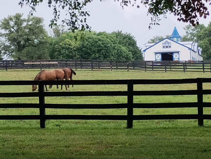 Lexington: Thoroughbred Horse Farm Tour and Scenic Bluegrass - Why Lexington’s horse country is worth your morning