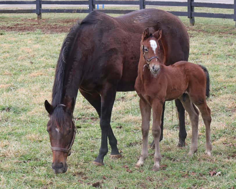 Lexington: Thoroughbred Horse Farm Tour and Scenic Bluegrass - What the $45 price really covers