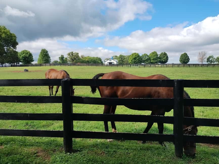 Lexington: Thoroughbred Horse Farm Tour and Scenic Bluegrass - Which session should you choose?