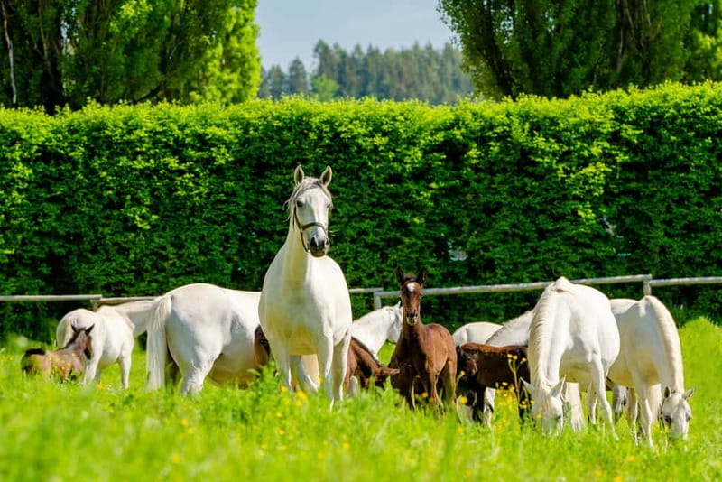 Lipizzaner Stud Piber: Guided Tour - What the guided tour actually shows
