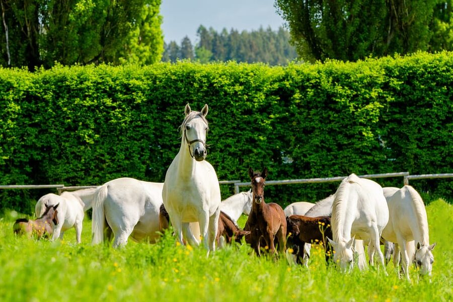 Lipizzaner Stud Piber: Guided Tour - Seeing horses and riders train in the riding hall