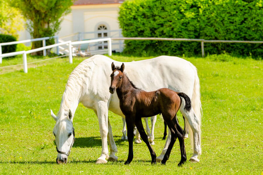 Lipizzaner Stud Piber: Guided Tour - Language is the most important practical issue