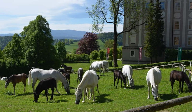 Lipizzaner Stud Piber: Guided Tour - Foals, mares, and the best part of the visit