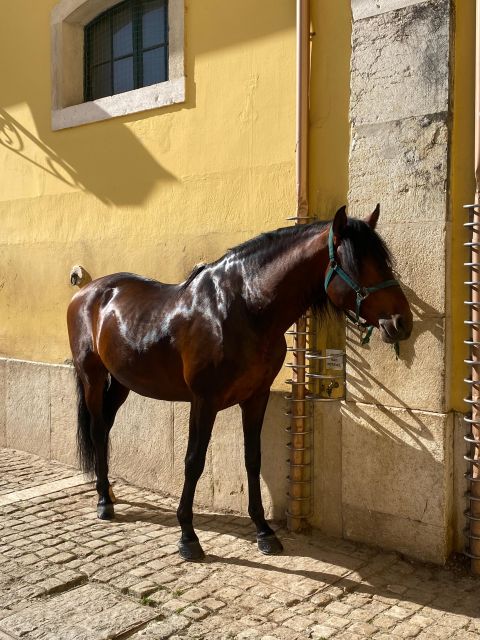 Lisbon: Morning of Equestrian Art with Lusitano Horses - Why 11am is the best arrival time