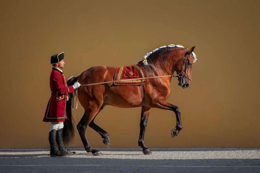 Lisbon: Morning of Equestrian Art with Lusitano Horses - Is $17 good value?