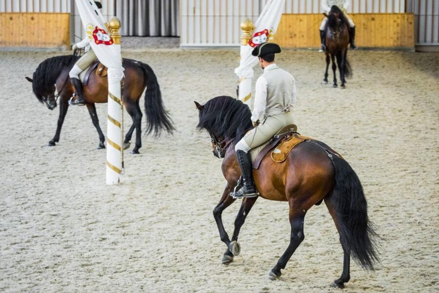 Lisbon: Portuguese Riding School Trainig with Lusitano Horse - Planning the morning from 10am to 1pm