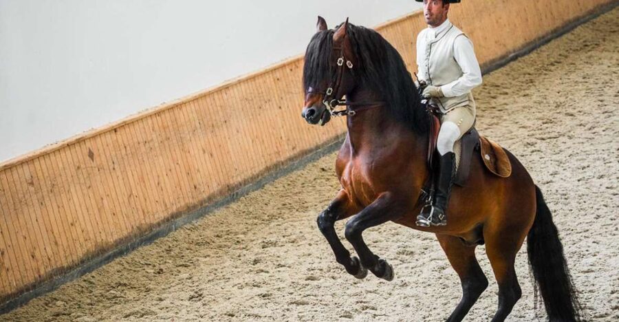 Lisbon: Portuguese Riding School Trainig with Lusitano Horse - Who should book this experience?