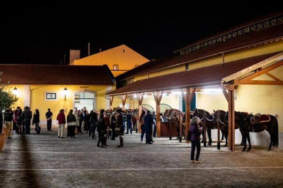 Lisbon: Portuguese Riding School Trainig with Lusitano Horse - Practical booking details that matter