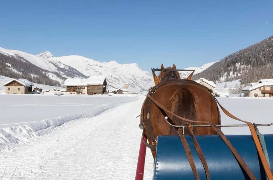 Livigno: Horse-Drawn Sleigh Ride with Blankets - A good choice for families and non-skiers