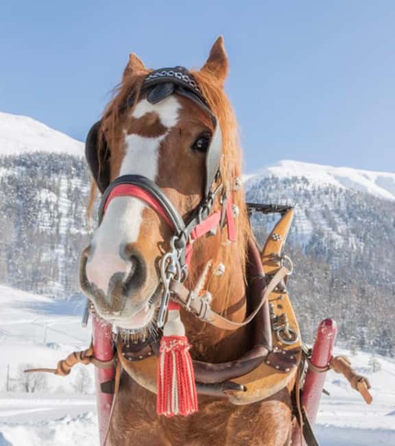 Livigno: Horse-Drawn Sleigh Ride with Blankets - Language and communication