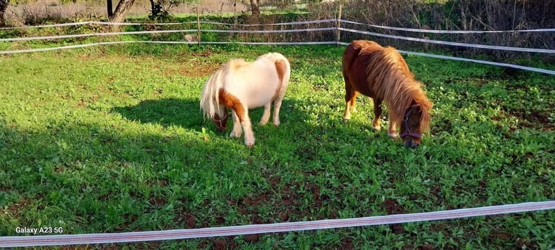 Loulé: Guided Horse Riding in the Hills of salir - A good first ride for nervous beginners