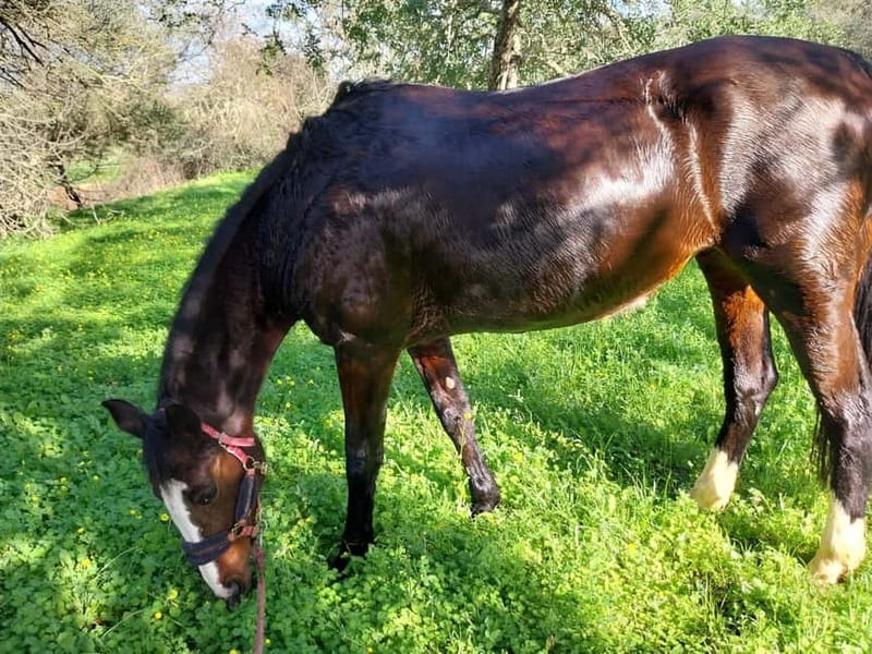 Loulé: Guided Horse Riding in the Hills of salir - Orange groves, river views, and countryside pace