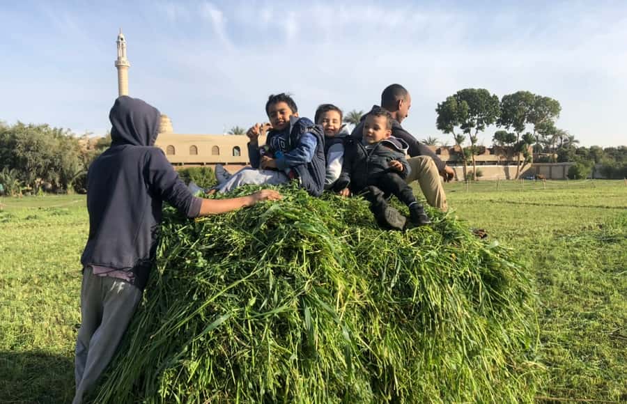 Luxor: Farm Tour 30 Hectares(Breakfast With Arabian Horses) - Meeting the Arabian Horses
