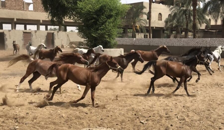 Luxor: Farm Tour 30 Hectares(Breakfast With Arabian Horses) - A Walk Through the Mango Orchard