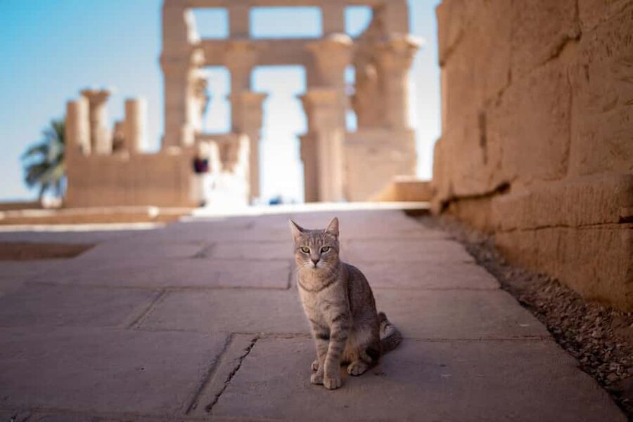 Luxor: Private Full-Day Customized Tour With Carriage Ride - Karnak Temple and the scale of ancient Egypt