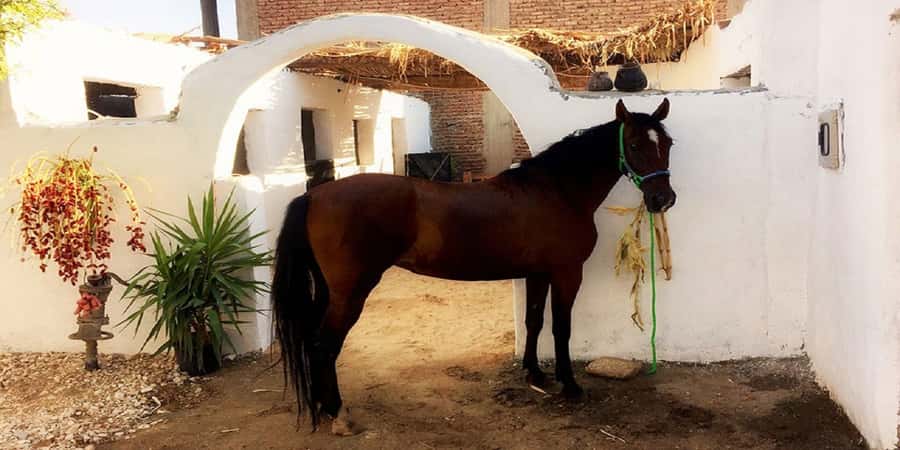 Luxor: Scenic Camel or Horse Ride - FAQ