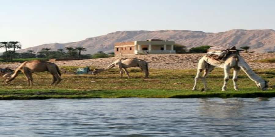 Luxor: Scenic Camel or Horse Ride - Leaving Luxor for the West Bank