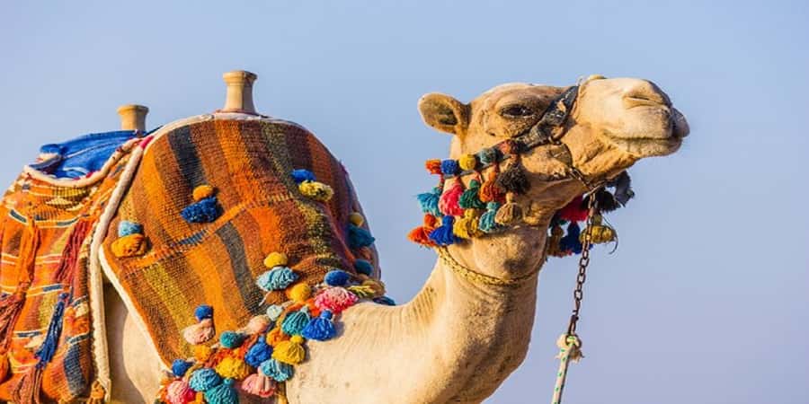 Luxor: Scenic Camel or Horse Ride - One hour among banana and mango trees