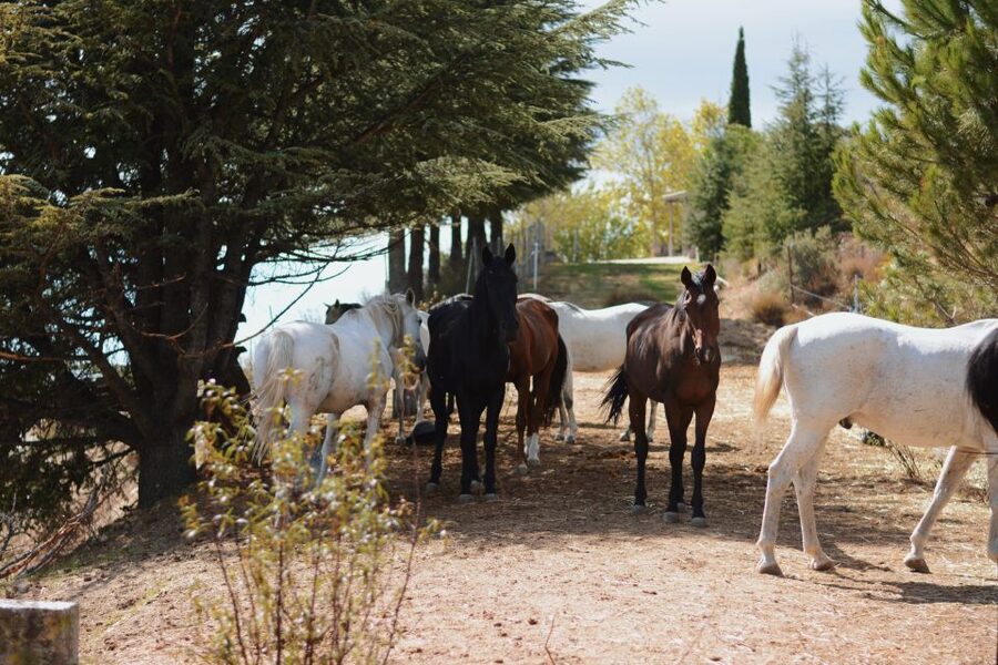 Madrid: Horse Riding in Sierra del Guadarrama National Park - Is $88 a fair price?