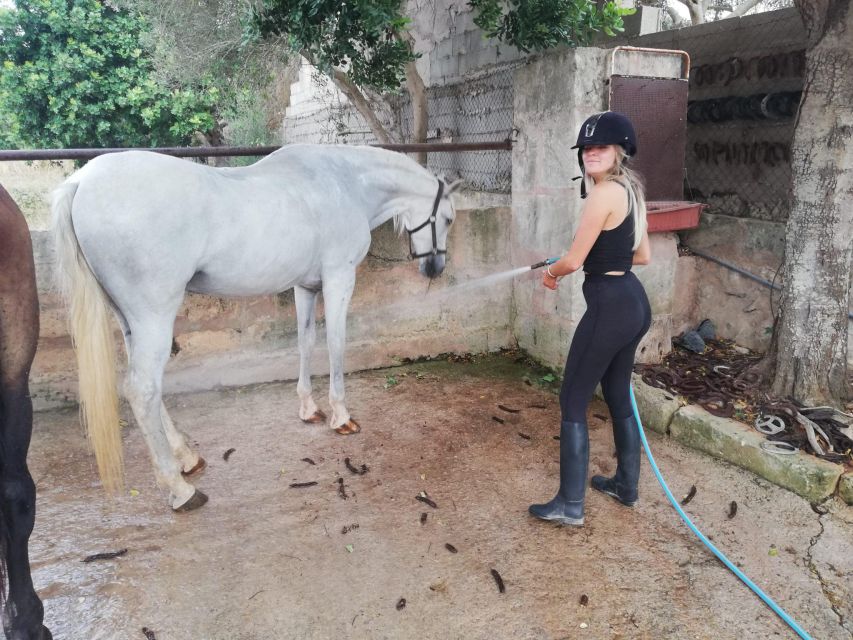 Mallorca: Guided Horseback Ride in Randa Valley - Is $116 a fair price?