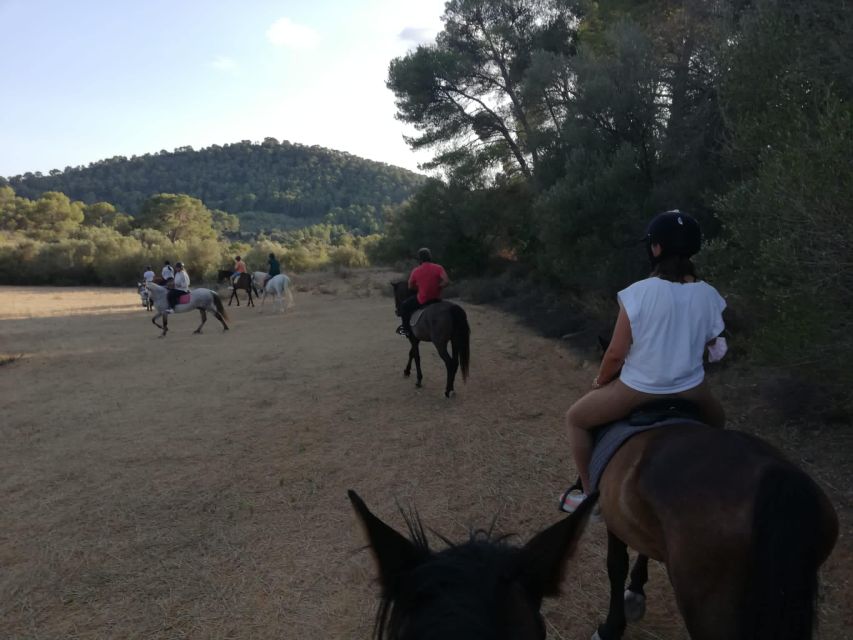 Mallorca: Guided Horseback Ride in Randa Valley - Who should book this ride?