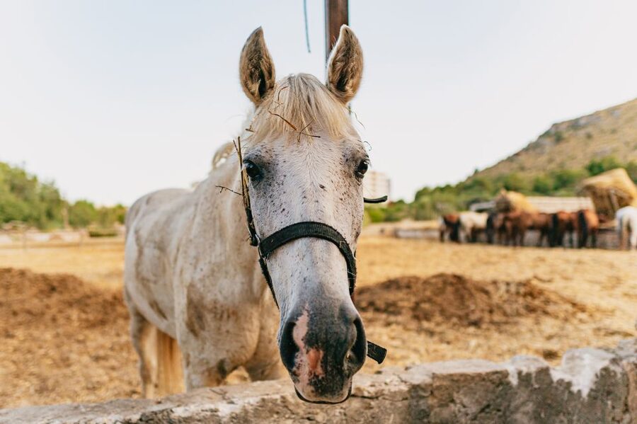 Mallorca: Horseback Riding Experience with Food Options - Meeting the Horses and Getting Settled