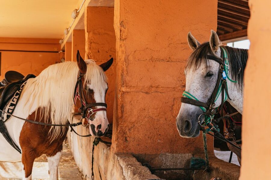 Mallorca: Horseback Riding Experience with Food Options - What to Wear and What to Expect Physically