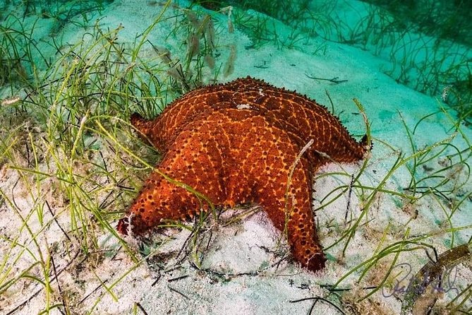Mangrove tour,Horseback Riding, Snorkeling and beach in Roatan - Horseback riding with modest expectations
