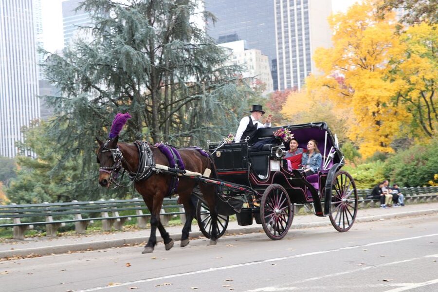 Manhattan: VIP Private Horse Carriage Ride in Central Park - Comfort in rain, sun, and winter weather