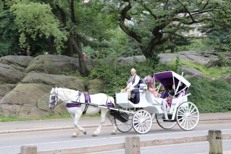 Manhattan: VIP Private Horse Carriage Ride in Central Park - A closer look at the guide service