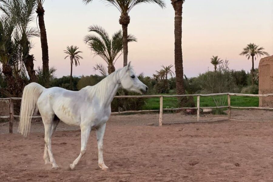 Marrakech: Desert and Palmeraie Horse Riding Tour & Transfer - What the Atlas Mountains add to the ride