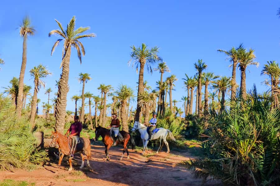 Marrakech: Palm Grove Horseback Riding Tour - One hour through the Palmeraie