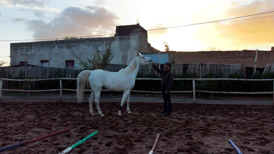 Marrakech: Private Horseback Tour in the Palm Grove with Tea - Timing, seasons, and the $33 price