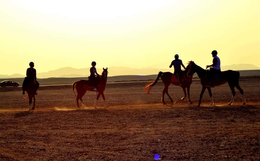 Marsa Alam: Sea and Desert Horse Riding Tour - The horse swim on the four-hour VIP ride
