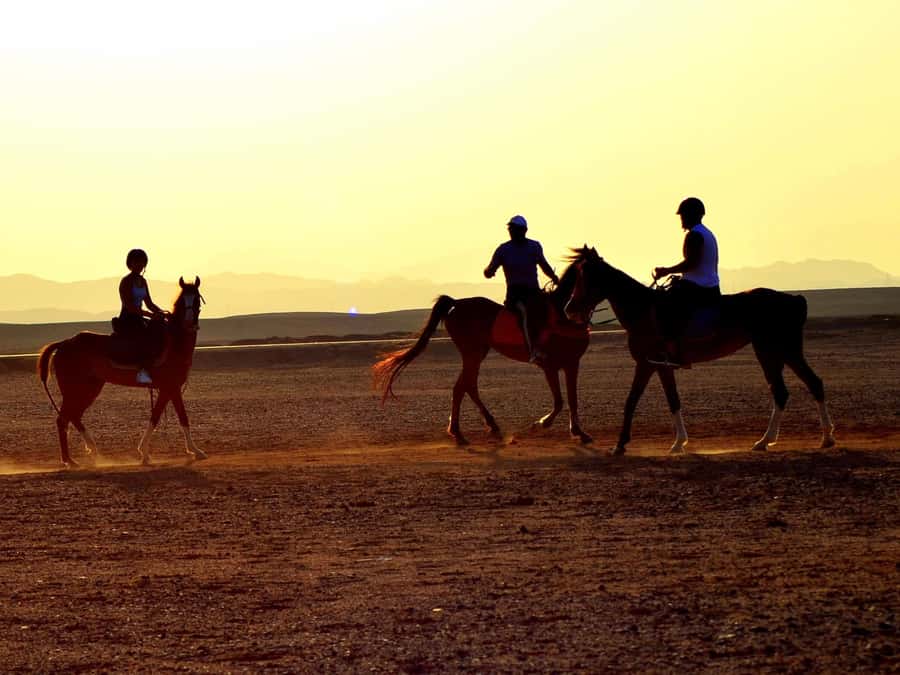 Marsa Alam: Sunset Horseback with Dinner, Show & Stargazing - Key points to know before you book