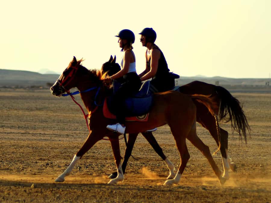 Marsa Alam: Sunset Horseback with Dinner, Show & Stargazing - A sunset ride that earns its place in Marsa Alam