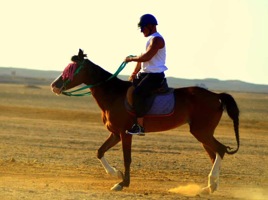 Marsa Alam: Sunset Horseback with Dinner, Show & Stargazing - From golden dunes to the Red Sea shore