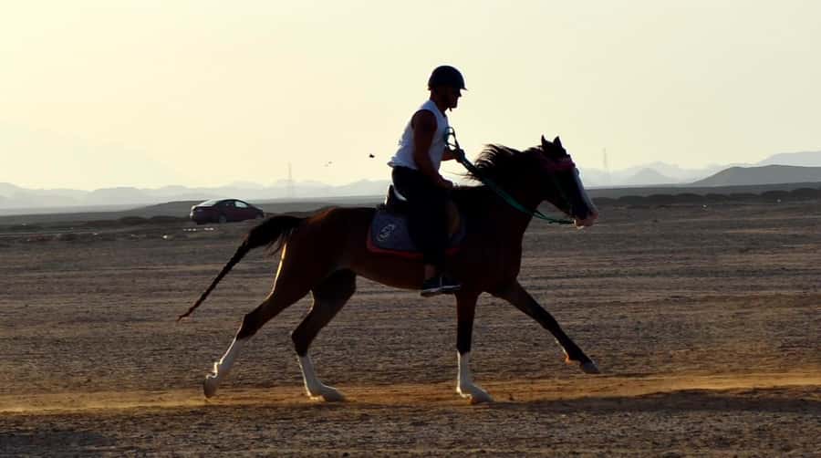 Marsa Alam: Sunset Horseback with Dinner, Show & Stargazing - The VIP four-hour ride and horse swim